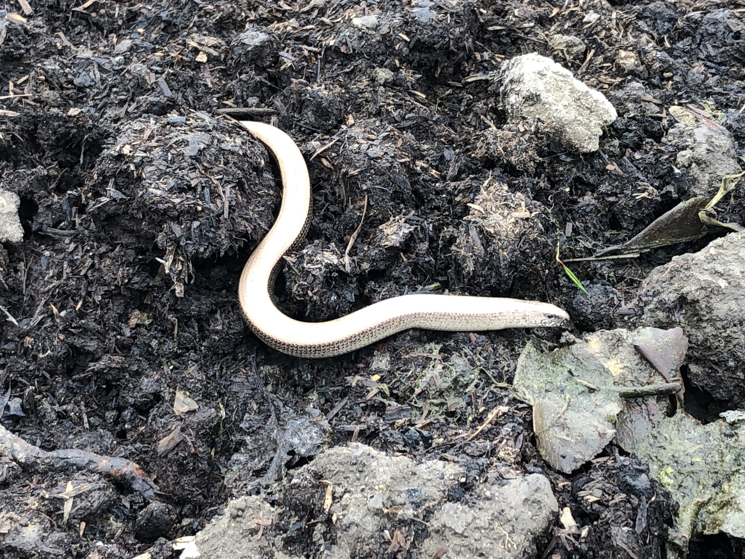 Slow worm on compost