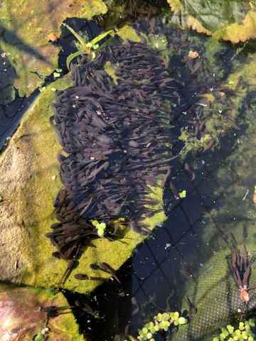 Mass of tadpoles in pond