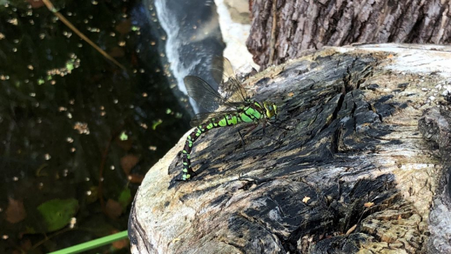 Southern Hawker dragonfly laying eggs on wood stump