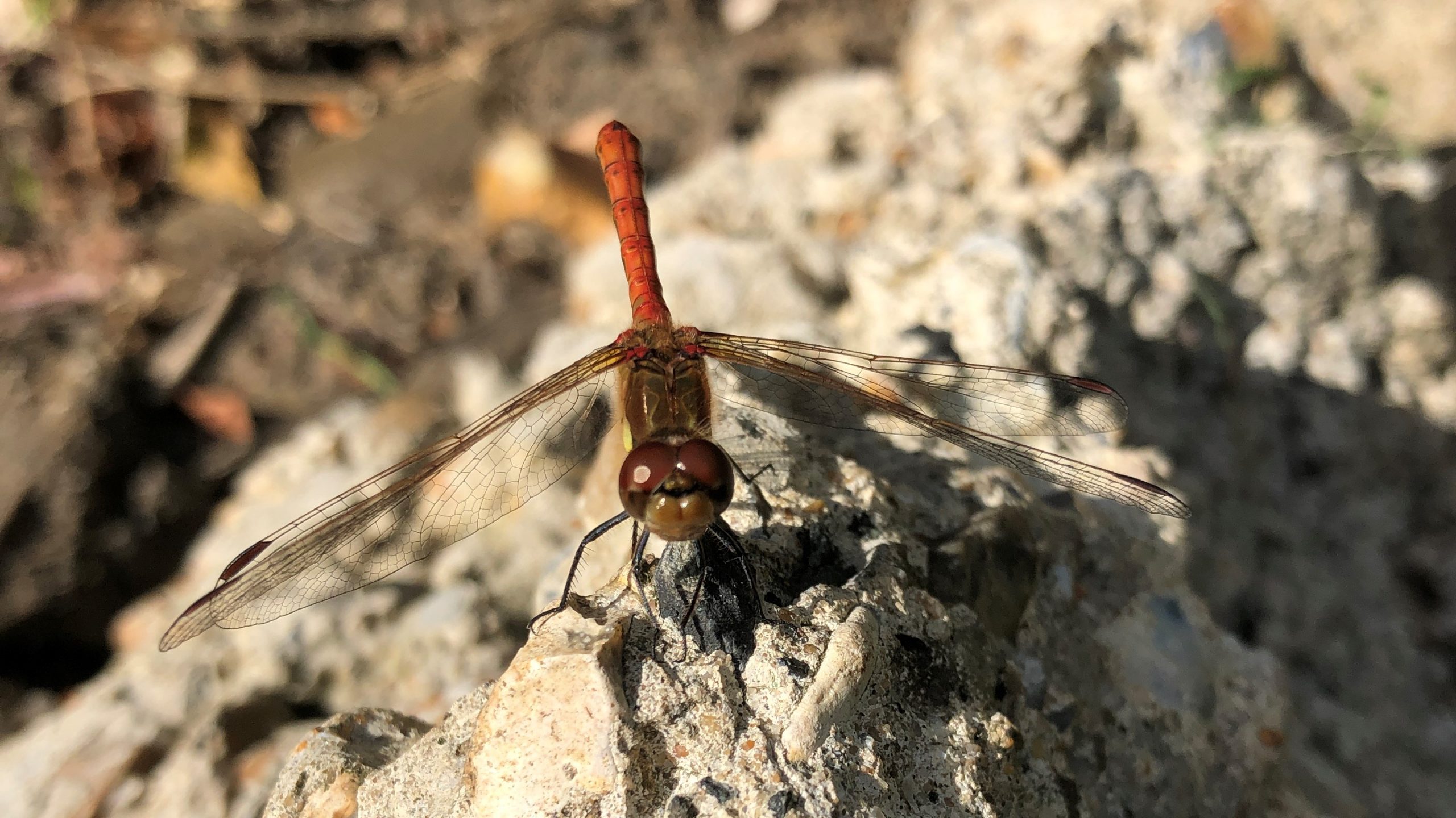Common Darter dragonfly front view