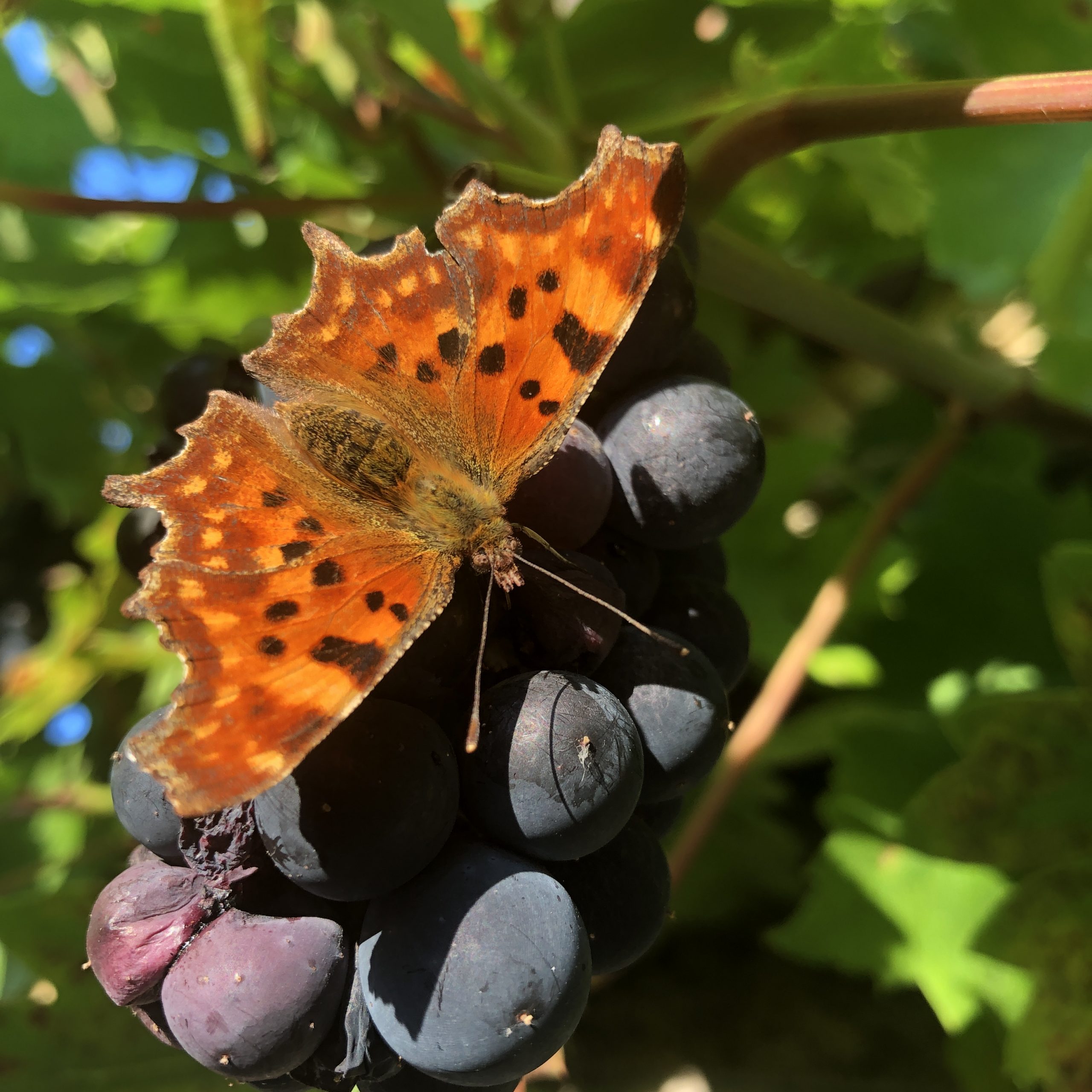 Comma butterfly on grapes