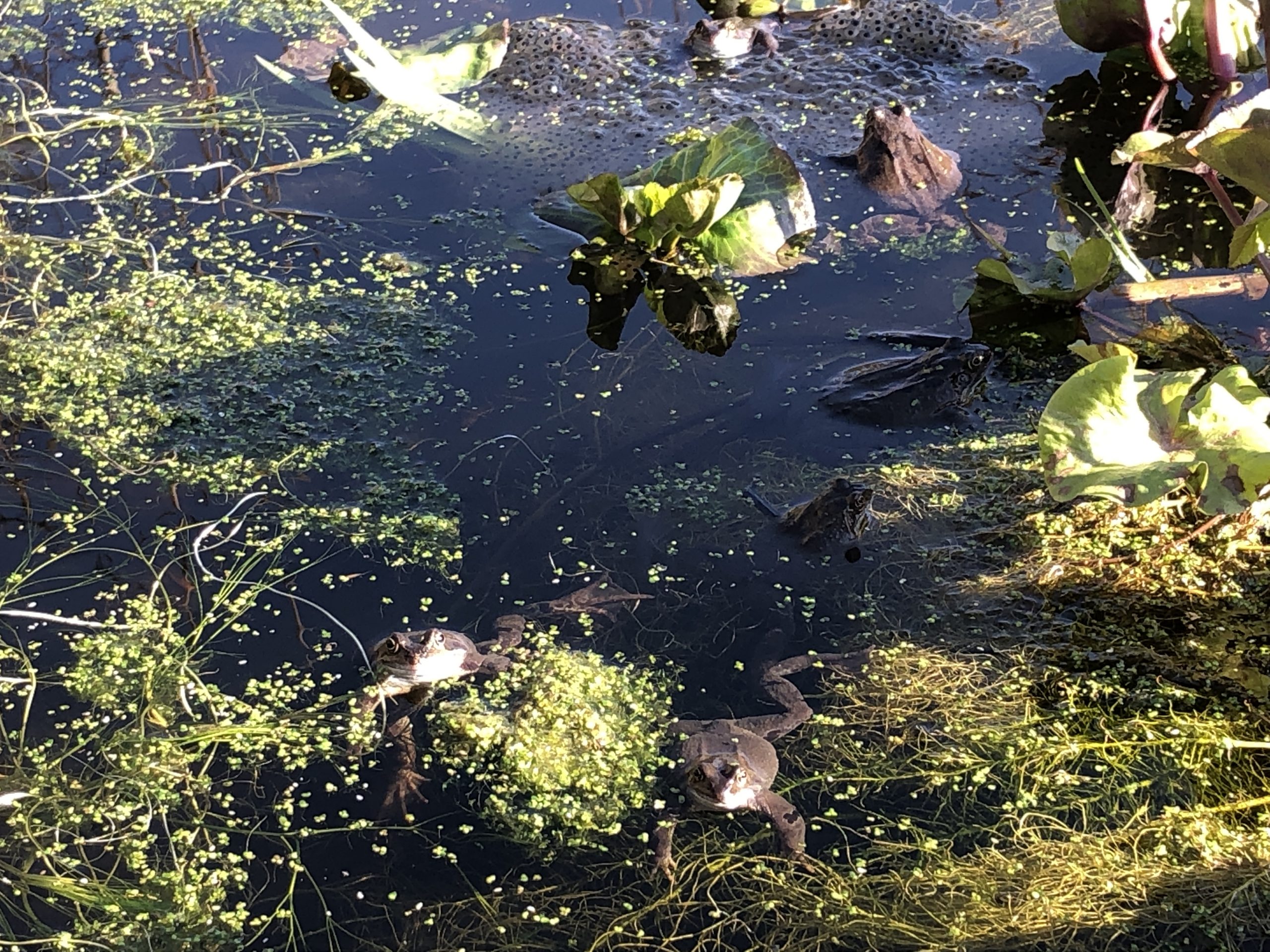 Frogs and spawn in pond