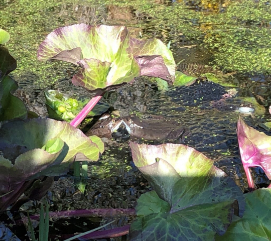 Frogs kissing under large pond plant leaf