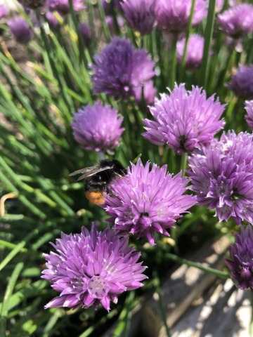 Bumblebee on chive flowers