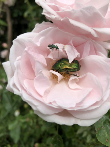 Rose Chafer beetle in rose flower