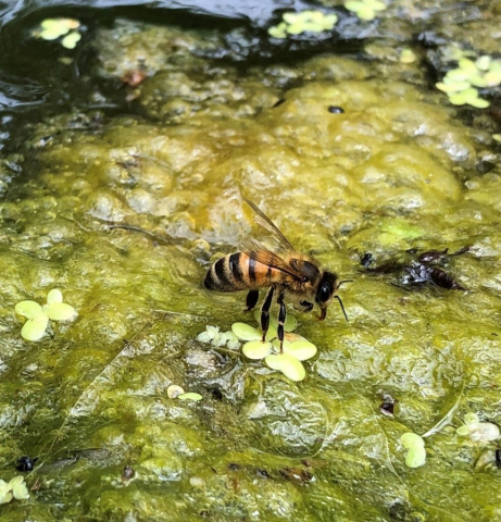 Honey bee drinking on pond weed