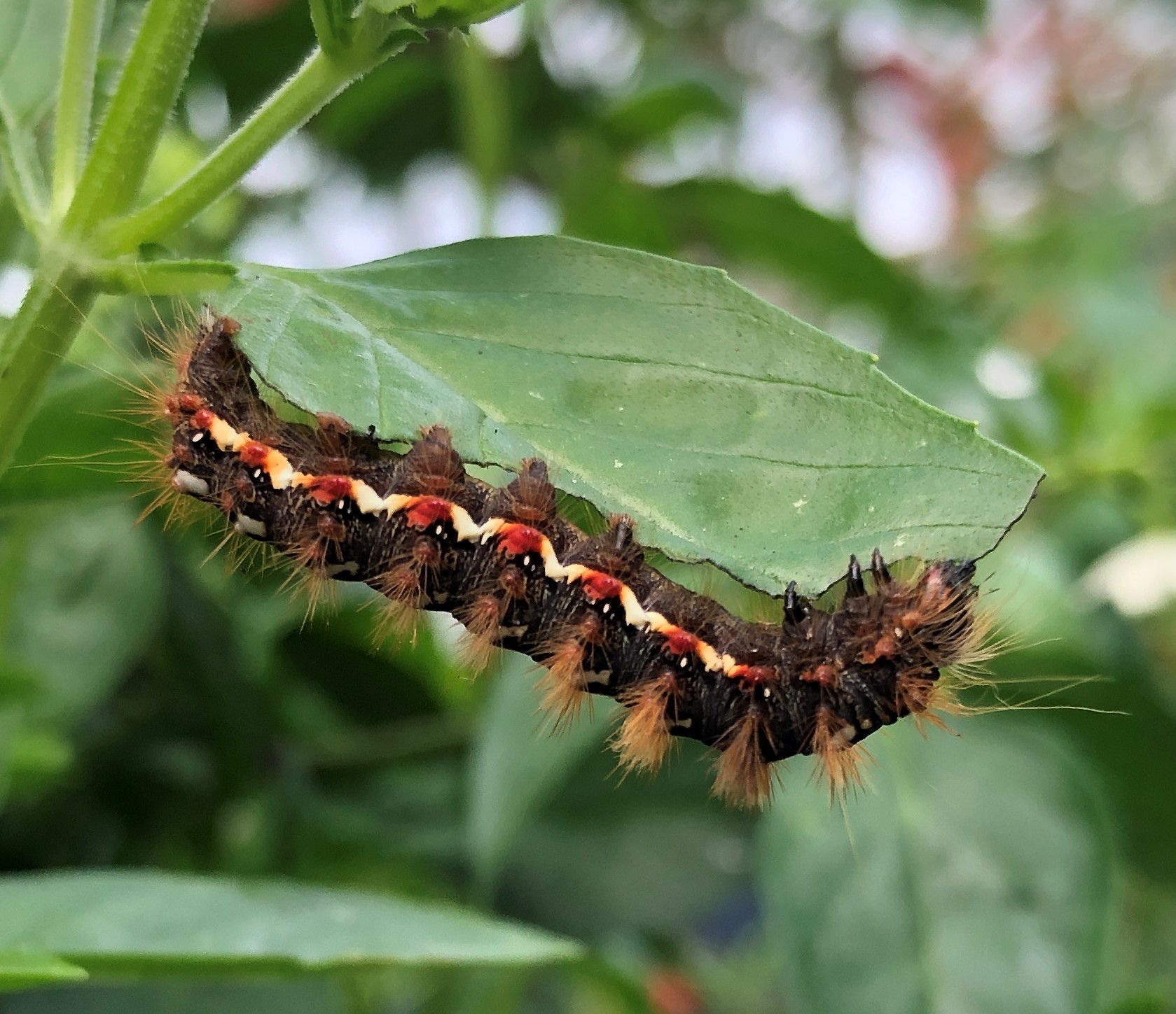 Knot Grass Moth caterpillar