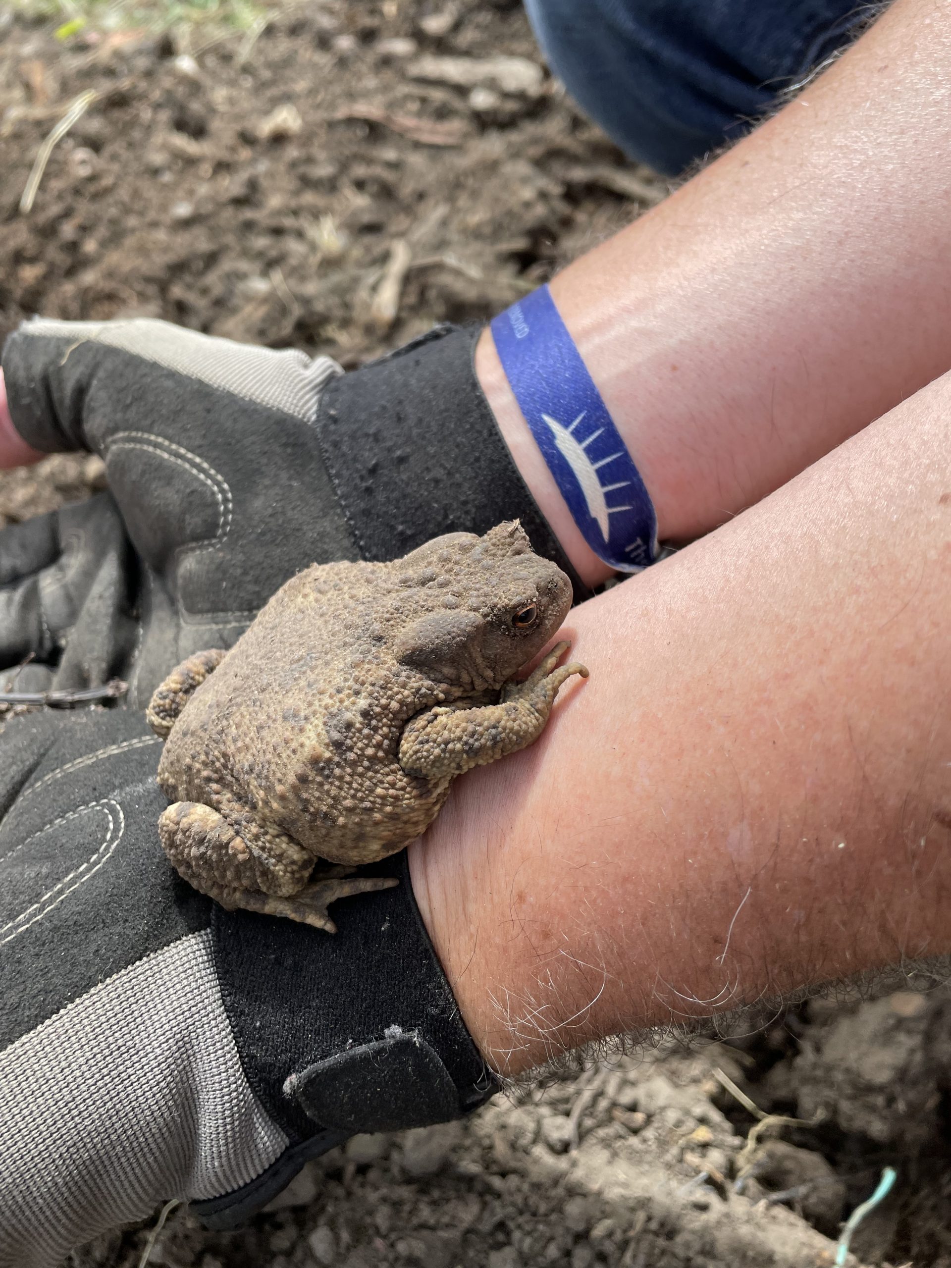Common toad on somebody's arm