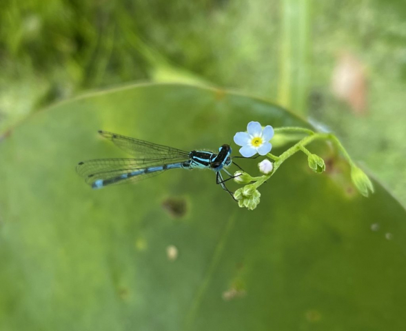 Azure damselfly and small blue flower