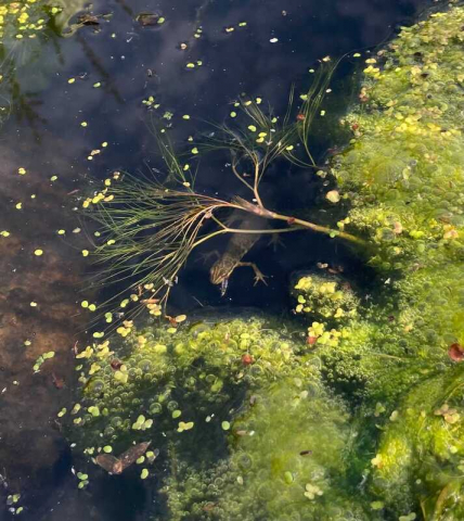 Common newt in pond
