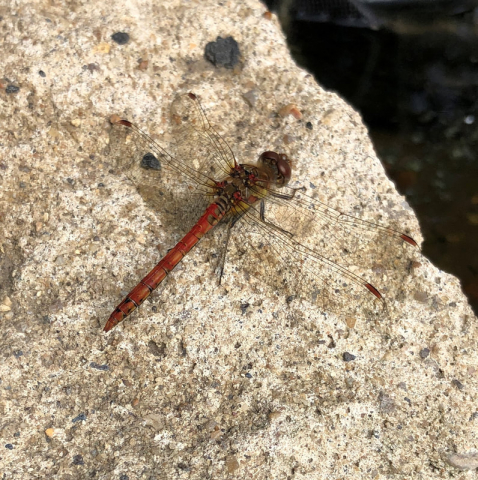 Common Darter dragonfly on rock