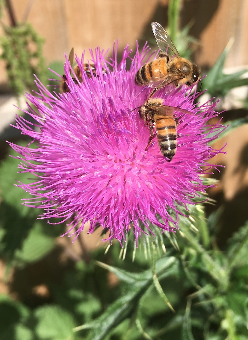 Honey bees on pink flower